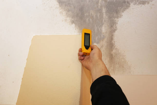 Best Asbestos and Lead Testing During Mold Inspection  in Cricket, NC