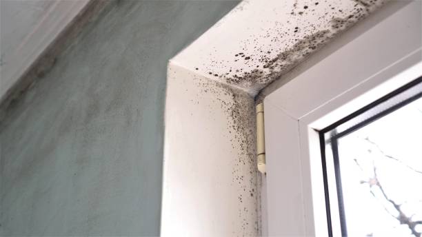 Best Mold Removal for HVAC Installations  in Cricket, NC