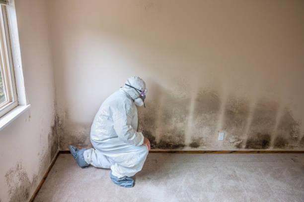 Best Black Mold Removal  in Cricket, NC